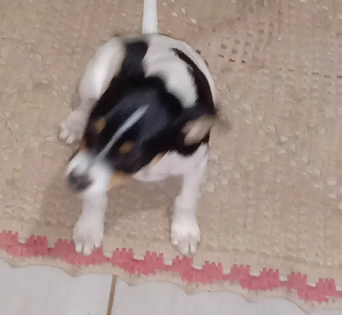 Cachorro ra a SRD-ViraLata idade Abaixo de 2 meses nome Filhotes ainda sem nome