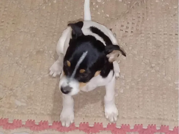 Cachorro ra a SRD-ViraLata idade Abaixo de 2 meses nome Filhotes ainda sem nome