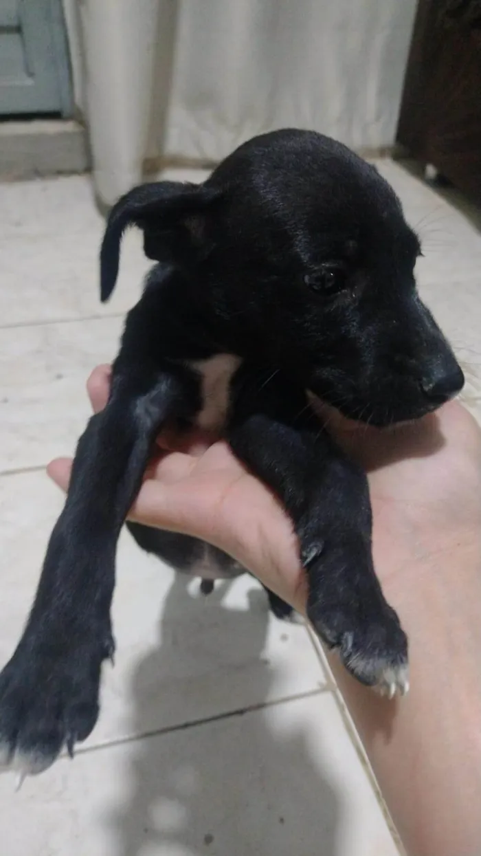 Cachorro ra a SRD-ViraLata idade 2 a 6 meses nome Doação de filhotes