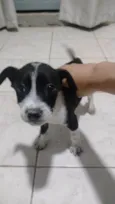Doação de filhotes