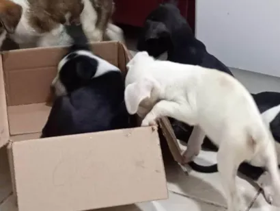 Cachorro raça SRD-ViraLata idade 2 a 6 meses nome Doação de filhotes