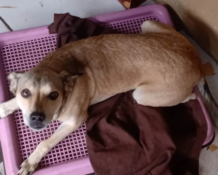 Cachorro ra a SRD-ViraLata idade 6 ou mais anos nome Simba