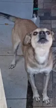 Simba