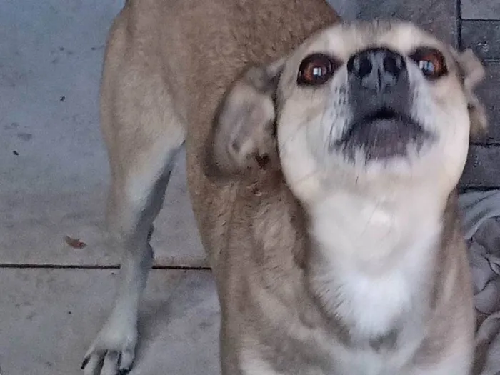 Cachorro ra a SRD-ViraLata idade 6 ou mais anos nome Simba
