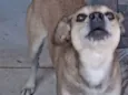 Simba