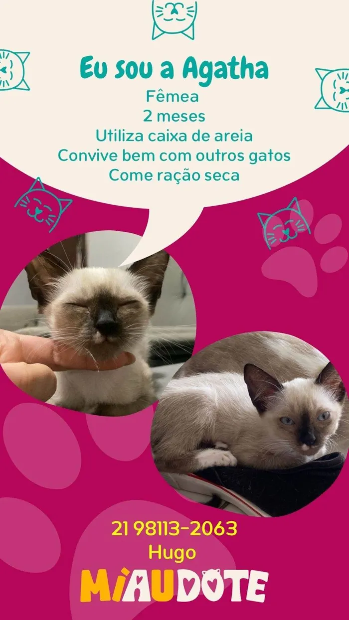 Gato ra a  idade 7 a 11 meses nome Agatha, Deca e Alfredo
