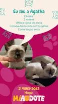 Agatha, Deca e Alfredo