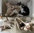 Agatha, Deca e Alfredo