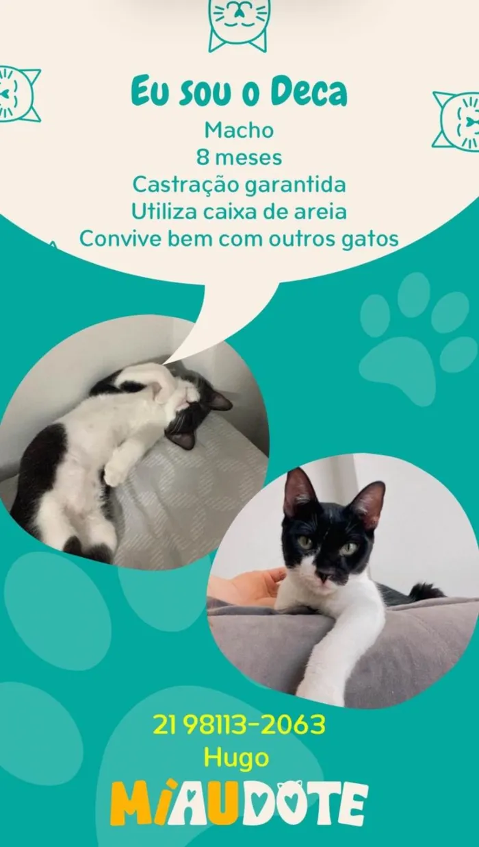 Gato ra a  idade 7 a 11 meses nome Agatha, Deca e Alfredo