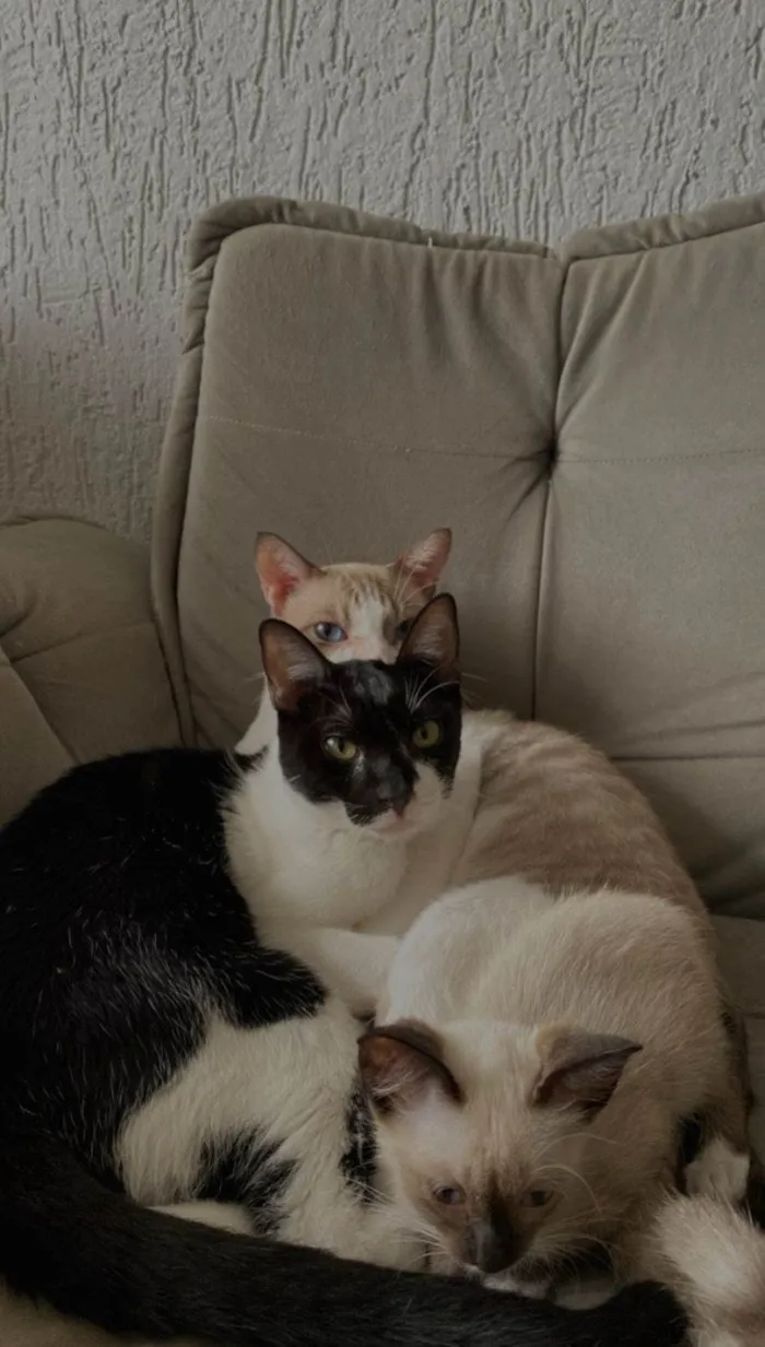 Gato ra a  idade 7 a 11 meses nome Agatha, Deca e Alfredo