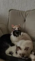 Agatha, Deca e Alfredo