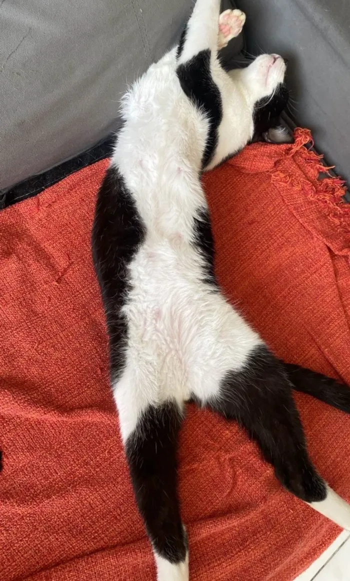 Gato ra a  idade 7 a 11 meses nome Agatha, Deca e Alfredo