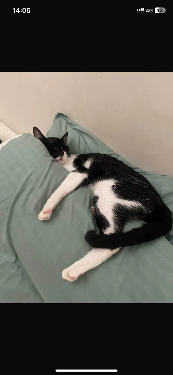 Gato ra a  idade 7 a 11 meses nome Agatha, Deca e Alfredo