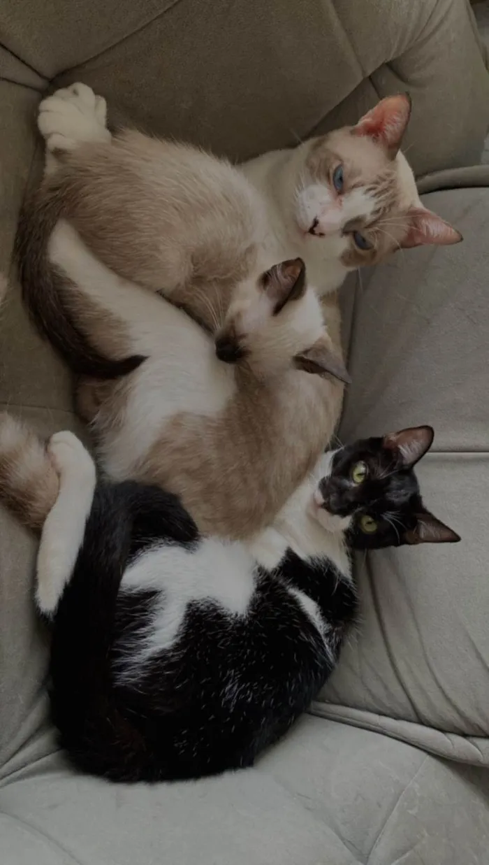 Gato ra a  idade 7 a 11 meses nome Agatha, Deca e Alfredo