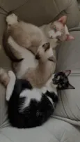 Agatha, Deca e Alfredo
