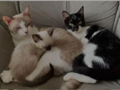 Gato raça  idade 7 a 11 meses nome Agatha, Deca e Alfredo