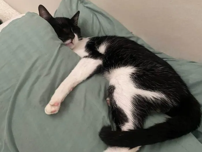 Gato ra a  idade 7 a 11 meses nome Agatha, Deca e Alfredo