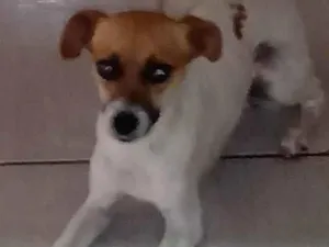 Cachorro raça SRD-ViraLata idade 2 anos nome Pandora