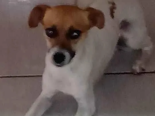 Cachorro ra a SRD-ViraLata idade 2 anos nome Pandora