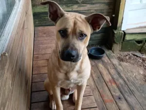 Cachorro raça SRD-ViraLata idade 1 ano nome Ted