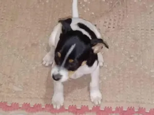Cachorro raça SRD-ViraLata idade Abaixo de 2 meses nome Filhotes ainda sem nome