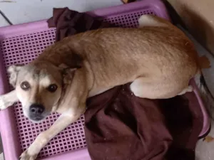 Cachorro raça SRD-ViraLata idade 6 ou mais anos nome Simba