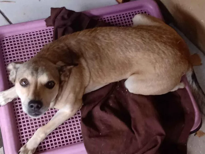 Cachorro ra a SRD-ViraLata idade 6 ou mais anos nome Simba