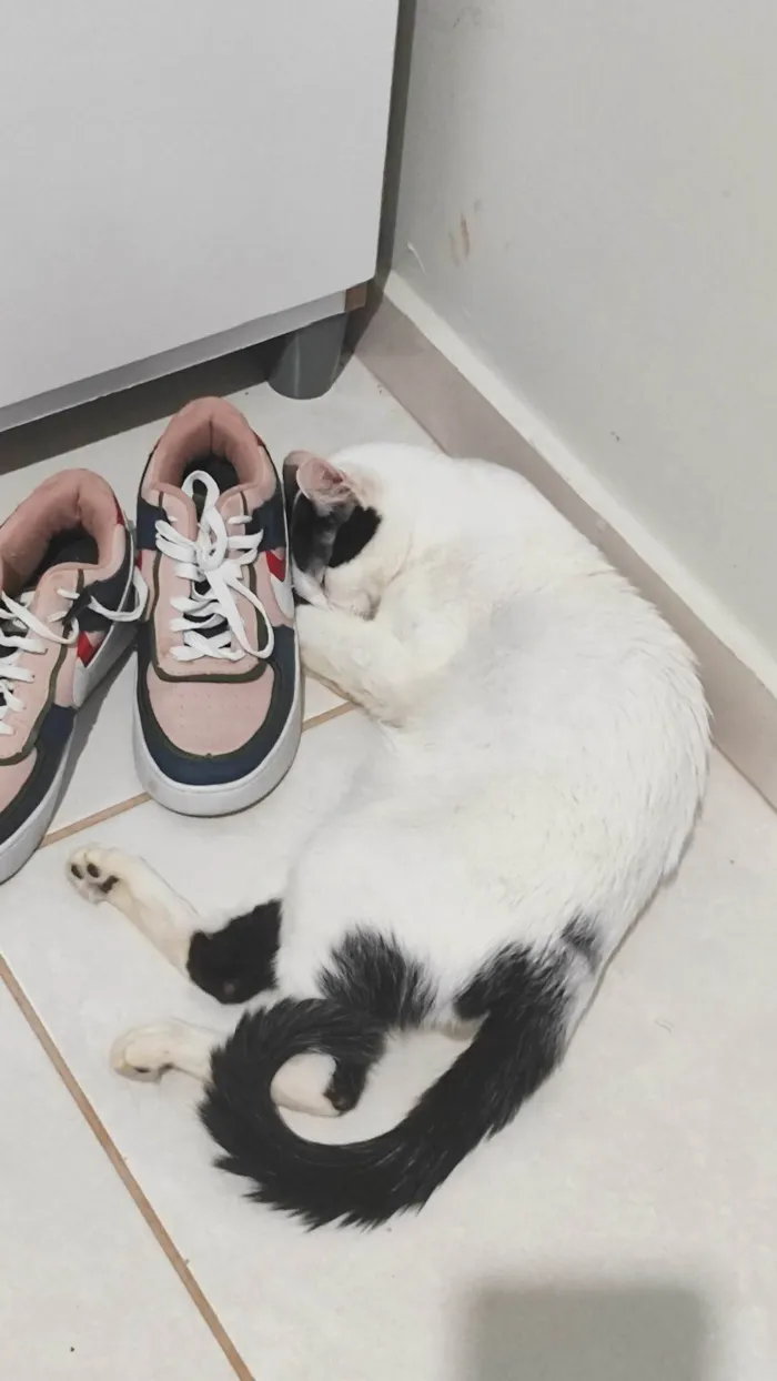 Gato ra a SRD-ViraLata idade 7 a 11 meses nome Mia