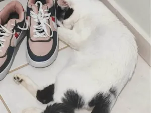 Gato raça SRD-ViraLata idade 7 a 11 meses nome Mia