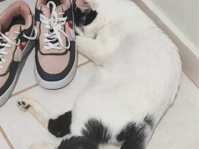 Gato raça SRD-ViraLata idade 7 a 11 meses nome Mia