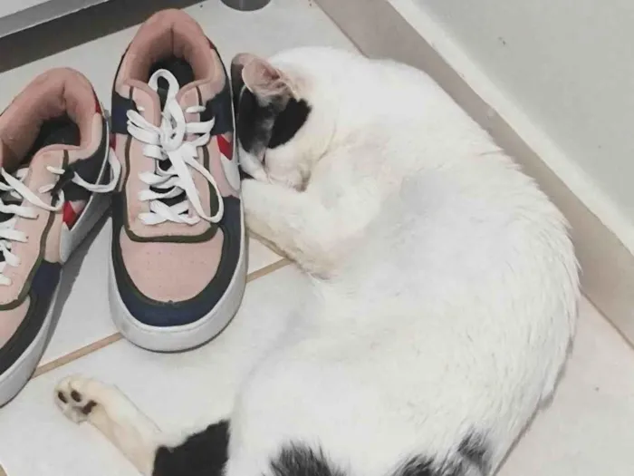 Gato ra a SRD-ViraLata idade 7 a 11 meses nome Mia