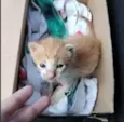 Nugget