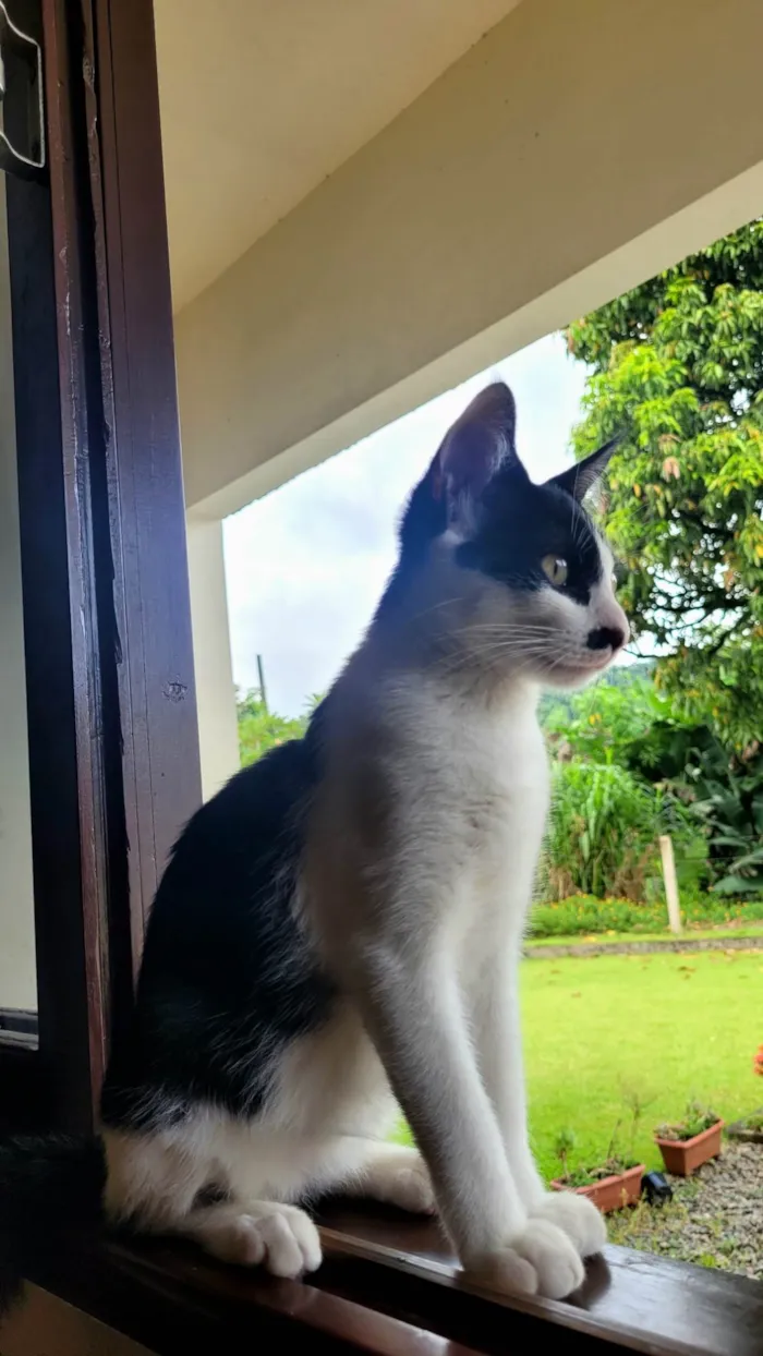 Gato ra a SRD-ViraLata idade 7 a 11 meses nome Baiano