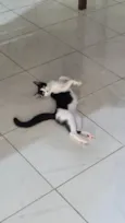 Baiano
