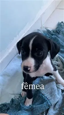 Cachorro raça SRD-ViraLata idade Abaixo de 2 meses nome Filhotes para Adoção