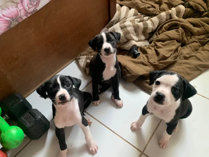 Cachorro ra a SRD-ViraLata idade Abaixo de 2 meses nome Filhotes para Adoção 