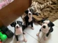 Filhotes para Adoção