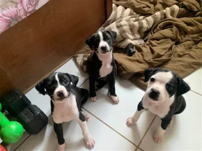 Cachorro raça SRD-ViraLata idade Abaixo de 2 meses nome Filhotes para Adoção 