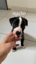 Filhotes para Adoção