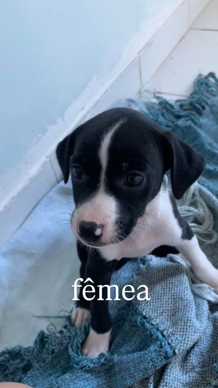 Cachorro ra a SRD-ViraLata idade Abaixo de 2 meses nome Filhotes para Adoção 