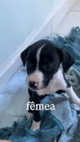 Filhotes para Adoção