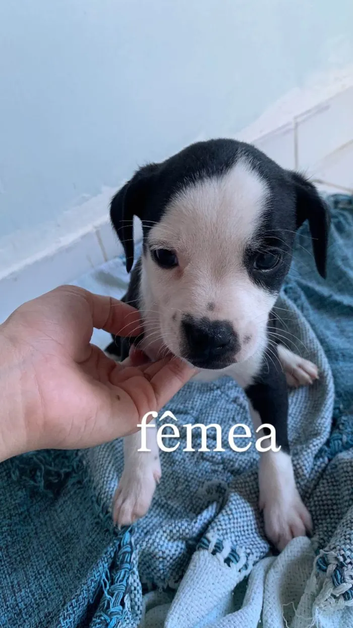 Cachorro ra a SRD-ViraLata idade Abaixo de 2 meses nome Filhotes para Adoção 