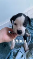 Filhotes para Adoção