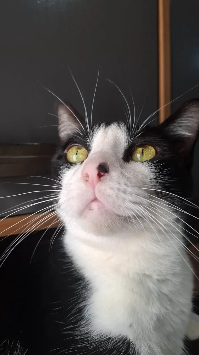 Gato ra a SRD-ViraLata idade 3 anos nome Lisa