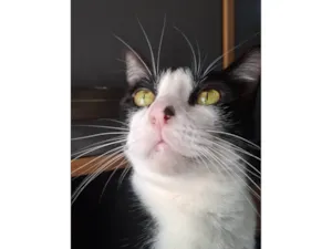 Gato raça SRD-ViraLata idade 3 anos nome Lisa