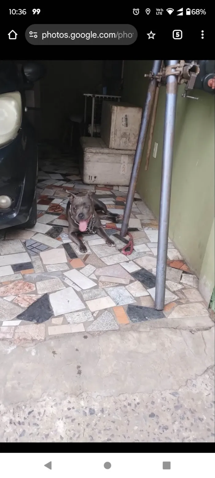 Cachorro ra a Pit-Bull idade 1 ano nome HARLEY DE FREITAS