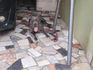 Cachorro raça Pit-Bull idade 1 ano nome HARLEY DE FREITAS