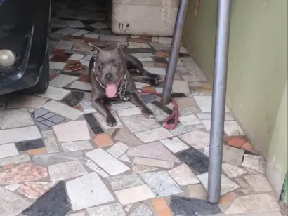Cachorro raça Pit-Bull idade 1 ano nome HARLEY DE FREITAS
