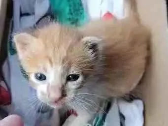 Gato raça American Shorthair idade Abaixo de 2 meses nome Nugget