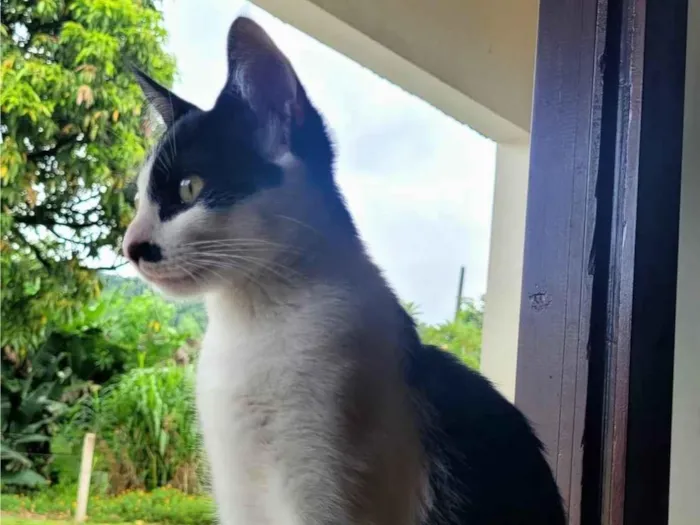 Gato ra a SRD-ViraLata idade 7 a 11 meses nome Baiano